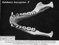 テナガザルの下顎犬歯　メス