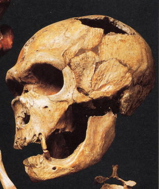 ネアンデルタール人の化石人骨